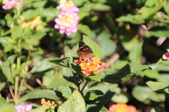 Anthanassa atronia