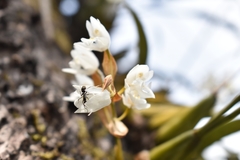 Coelogyne breviscapa