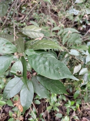 Lithocarpus glaber