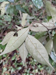 Lithocarpus glaber