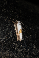 Niphonympha oxydelta