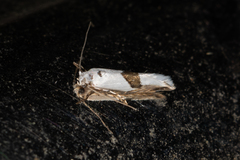 Niphonympha oxydelta