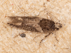 Telphusa sedulitella