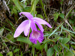 Sobralia rosea