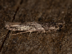 Telphusa sedulitella