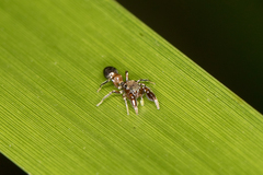 Ligonipes semitectus