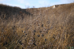 Salvia verticillata
