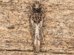 Telphusa sedulitella