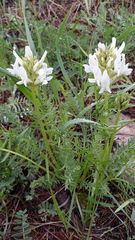 Oxytropis muricata