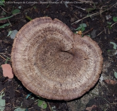 Stiptophyllum erubescens