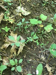 Borodinia perstellata