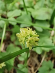 Adoxa moschatellina