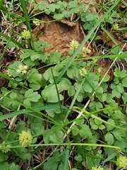 Adoxa moschatellina