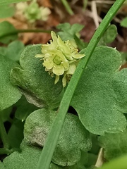 Adoxa moschatellina