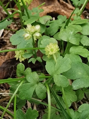 Adoxa moschatellina