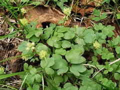 Adoxa moschatellina