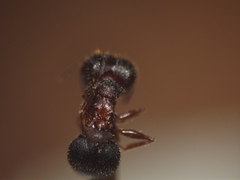 Pheidole