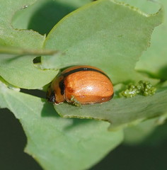 Peltoschema basicolle