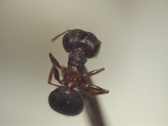 Pheidole