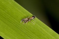 Ligonipes semitectus