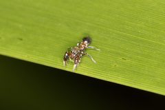 Ligonipes semitectus