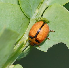 Peltoschema basicolle