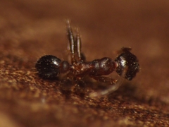 Pheidole