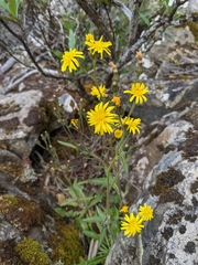 Crepis setosa