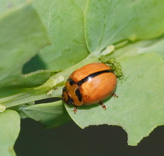 Peltoschema basicolle