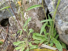 Crepis setosa