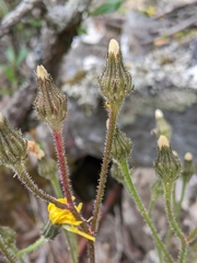 Crepis setosa