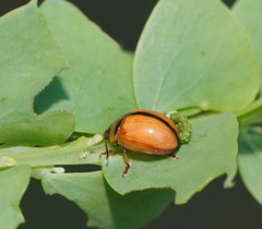 Peltoschema basicolle