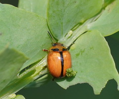 Peltoschema basicolle