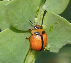 Peltoschema basicolle