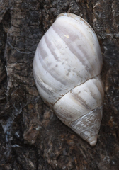 Rabdotus alternatus