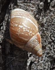 Rabdotus alternatus
