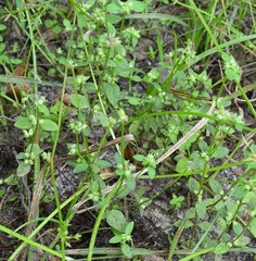 Edrastima uniflora