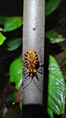 Spartocera pantomima