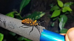 Spartocera pantomima