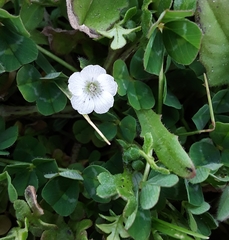 Nemophila pedunculata