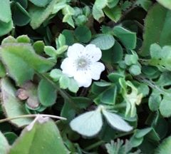 Nemophila pedunculata