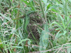Prinia subflava pondoensis