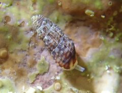 Exaesopus subturritus