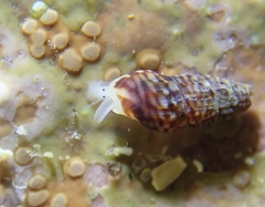 Exaesopus subturritus