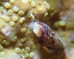 Exaesopus subturritus