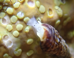 Exaesopus subturritus