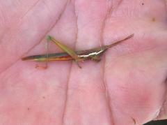 Leptysma marginicollis