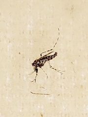 Aedes kochi