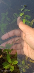 Hygrophila polysperma