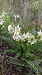 Oxytropis muricata